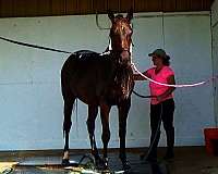 ottbs-for-sale-thoroughbred-horse
