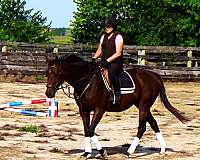 thoroughbred-sport-horses