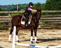 hunter-jumpers-for-sale-thoroughbred-horse