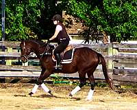 fox-hunting-horses-for-sale-thoroughbred