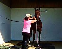 thoroughbreds-for-sale-horse