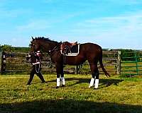 show-horses-for-sale-thoroughbred