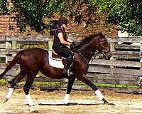 all-around-thoroughbred-horse