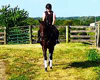athletic-thoroughbred-horse