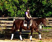 beginner-thoroughbred-horse