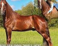 all-around-tennessee-walking-horse