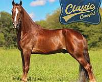 athletic-tennessee-walking-horse
