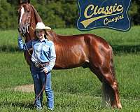 endurance-tennessee-walking-horse