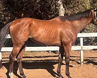 athletic-thoroughbred-horse