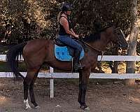 all-around-thoroughbred-horse