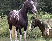 around-spotted-horse