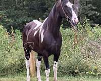 docs-spotted-horse