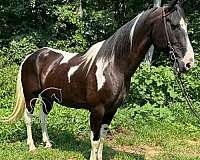 equipment-spotted-horse