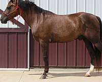 black-pasterns-horse