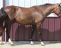 all-terrain-rocky-mountain-horse