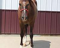 arena-rocky-mountain-horse