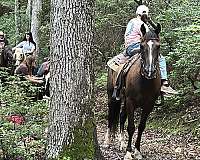 bite-rocky-mountain-horse