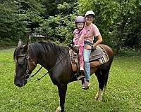 break-rocky-mountain-horse
