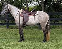 dun-grey-friesian-gelding
