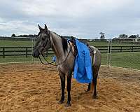 dun-grey-foundation-horse