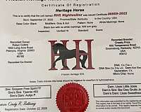 dun-grey-started-under-saddle-horse