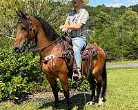 available-kentucky-mountain-horse