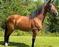 handle-kentucky-mountain-horse