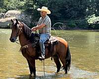 health-kentucky-mountain-horse