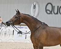 arabian-mare