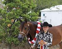 arabian-horse-for-sale