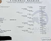 arabian-horse