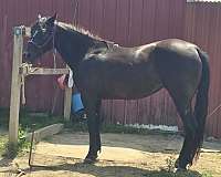 cross-dressage-quarter-horse