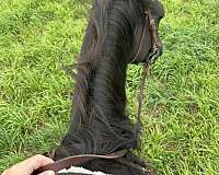 black-white-cross-dressage-horse