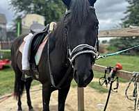 athletic-quarter-horse