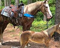 and-ranch-kentucky-mountain-horse