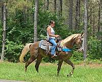 auction-kentucky-mountain-horse