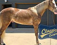 beginners-kentucky-mountain-horse
