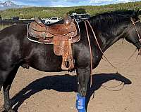 picasso-quarter-horse