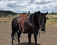 picasso-horse