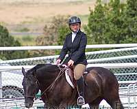 experienced-kids-gelding