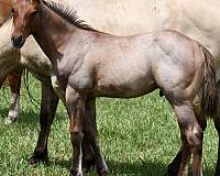 bay-roan-hunter-unde-horse