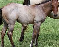 hunter-unde-colt