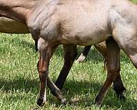 hunter-unde-horse