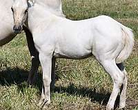 natural-hors-filly