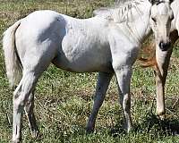 natural-hors-horse