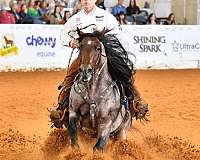 trail-quarter-horse