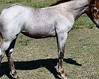 red-roan-pl-horse