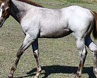 pl-filly