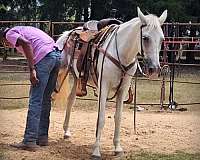 beginner-safe-horse-paso-fino