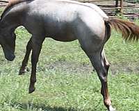 ranch-vers-filly